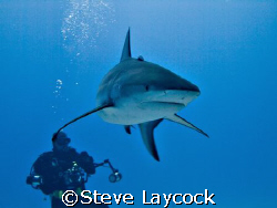 Caribbean reef shark , and photographer by Steve Laycock 